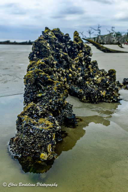 On Jekyll Island’s Driftwood Beach a long dead log, encrusted with calms and barnacles, emerges from the sand like a dragon