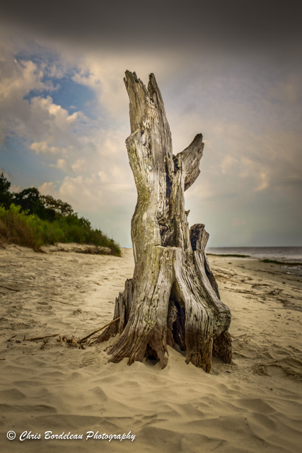 A long gone tree stump clings to the shores of Jekyll Island in Georgia