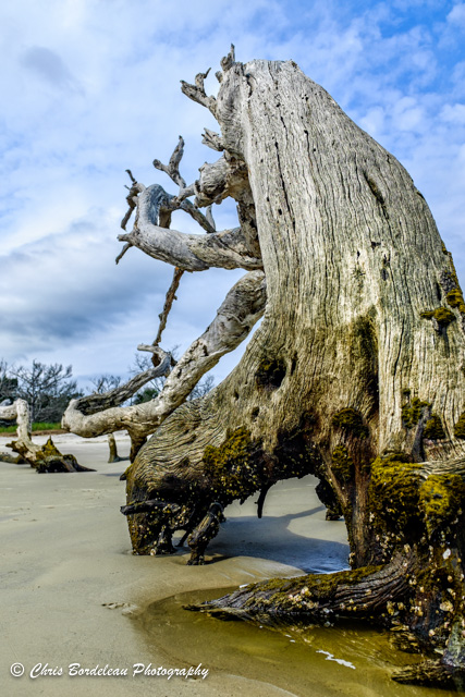 On Jekyll Island’s Driftwood Beach a long dead tree clings in death to the falling sand bellow